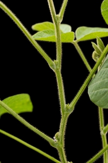soybean stem with buds and flowers