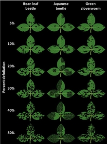 Diagram showing types of beetle's effects on leaves by percentage of leaves with holes. 