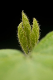 close-up of just forming soybean leaves