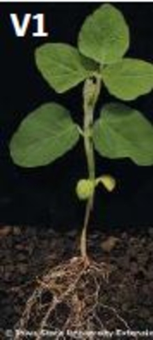 young soybean plant in v1 stage