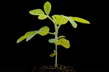 young soybean plant in v3 stage