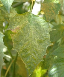 Leaf with bumps and yellowish discoloration