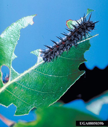 Spiny elm caterpillar feeding on leaf