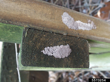 Gray, mud-like spotted lanternfly egg masses on wooden furniture.