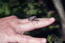 An adult spotted lanternfly on a person's hand.