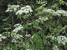Several green plants with clusters of white flowers