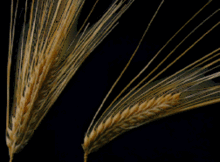 Six-rowed (left) and two-rowed (right) barley heads
