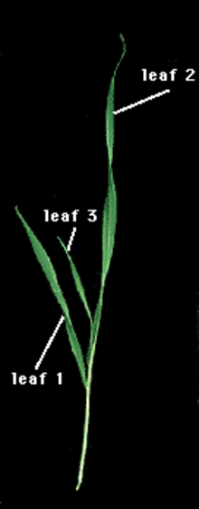 seedling at 2-leaf stage