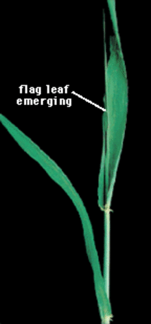 flag leaf emergence