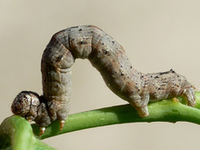 Spring cankerworm on stem
