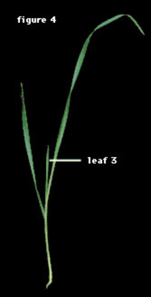 Seedling at the 2-leaf stage