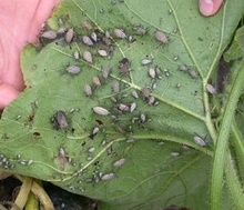 Many squash bugs on squash leaf