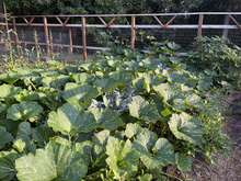 Vegetable garden with squash plants that are creeping into other rows and overtaking broccoli and peanuts.