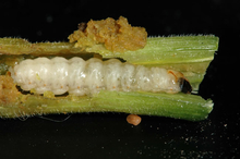 Whitish caterpillar-like larva with a black head inside a slit,green stem
