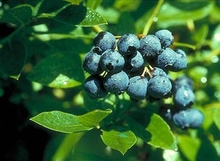 'St. Cloud' blueberry plant 