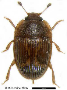 A shiny brown beetle with six legs and two antennae and several lines on its back