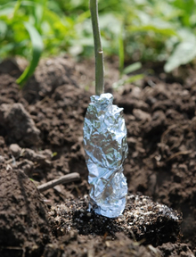 Aluminium foil wrapped around a green stem