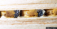  A piece of wood has a long tube divided into cells. Each cell has a small carpenter bee larva with pollen.