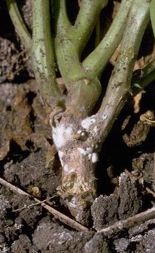 White mold on stem of bean plant