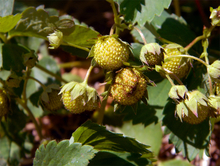 Green, unripe strawberries on the vine. One berry in the cluster is deformed due to frost damage.