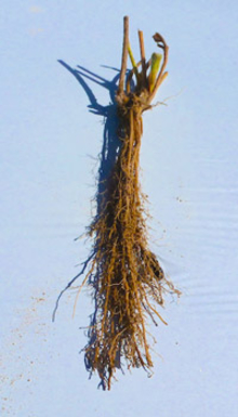 bare root brown plant