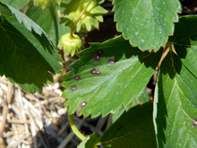 Dark spots with white centers on a strawberry leaf.