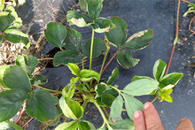 Strawberry plants yellowing and curled by glyphosate.