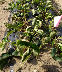 Row of strawberry plants wilted and dying from glyphosate exposure.