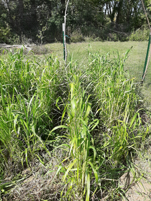Three rows of sudex grow in a sandy garden patch.
