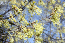 Light green bunches of flowers on branches without leaves.