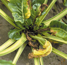 A sugar beet plant, with young center leaves of crown that are small and chlorotic.