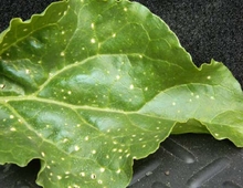 Leaf speckling on sugarbeet caused by herbicide.
