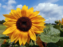 Large sunflower in a field backed by a bright blue sky.
