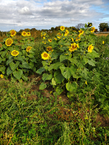 A row of tall sunflowers in a field on a cloudy day.