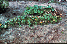 A vine with several leaves wilting
