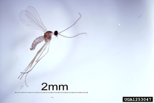 Up close view of swede midge, approximately 2 mm in length.
