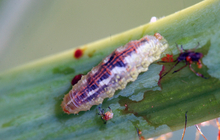 long caterpillar-like insect with red strip down its back crawling on leaf with other smaller insects