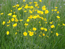 A field of tall green grasses with yellow flowers