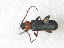 A black insect with a red head and two long antennae