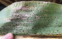 Corn leaf with black dots from tar spot.