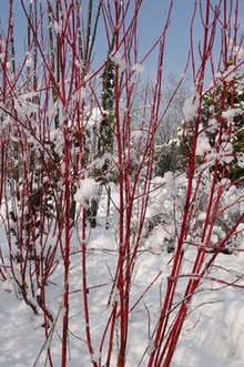 Red stems of tatarian dogwood in winter with snow and evergreen trees in the background