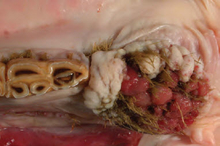 Ticklegrass embedded in horse’s mouth