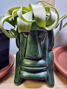 Dark green Tiki container with light green curly plant for hair