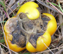 large yellow tomato laying on dried grass on the ground with odd-shaped, brown, leathery indentations on the bottom end of the fruit