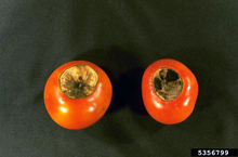  Two red tomatoes with tan, scabbing bottoms attacked by black mold.
