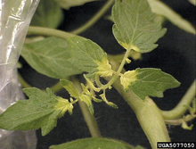 A tomato leaflet with yellowed areas along the stem and petioles.
