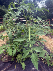 Tomato plant with lots of leaves that has not been pruned.