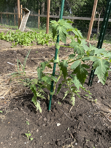 Tomato plant growing in bare soil is tied to a green plastic stake using green “tomato tape”, a fabric tape that adheres to itself. 