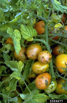 Discolored and distorted tomato leaves surrounding tomato fruit with splotchy coloration and dark, pocked spots.