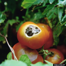 A tomato fruit with a sunscaled spot that has been infected with opportunistic pathogens, resulting in black mold.